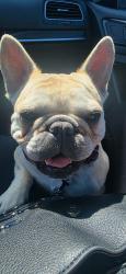 Found/Stray Female Dog last seen Silverado Ranch , Lindell, Las Vegas, NV 89141