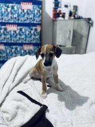 Lost Female Dog last seen Calle Silverio Pérez San Isidro La Paz 54477, Ciudad Nicolás Romero, Méx. 54477