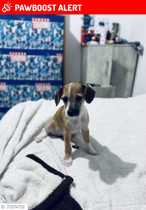Lost Female Dog last seen Calle Silverio Pérez San Isidro La Paz 54477, Ciudad Nicolás Romero, Méx. 54477