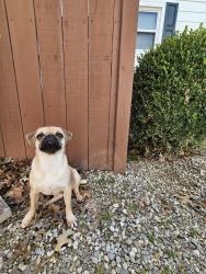 Lost Female Dog last seen Near S Boeke, Evansville, IN 47714