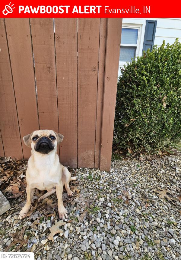 Lost Female Dog last seen Near S Boeke, Evansville, IN 47714