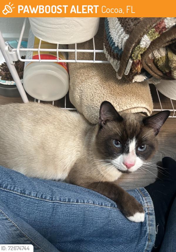 Found/Stray Male Cat last seen Behind the old winn dixie plaza off clearlake in cocoa., Cocoa, FL 32922