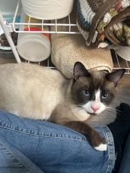 Found/Stray Male Cat last seen Behind the old winn dixie plaza off clearlake in cocoa., Cocoa, FL 32922