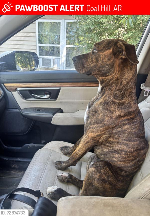 Lost Female Dog last seen Coal Hill Park is nearby. The Coal Hill levee and rodeo arena all nearby, Coal Hill, AR 72832