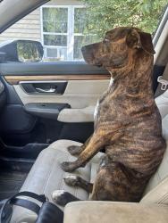 Lost Female Dog last seen Coal Hill Park is nearby. The Coal Hill levee and rodeo arena all nearby, Coal Hill, AR 72832