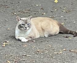 Lost Male Cat last seen North Gallaher View Rd. , Knoxville, TN 37909