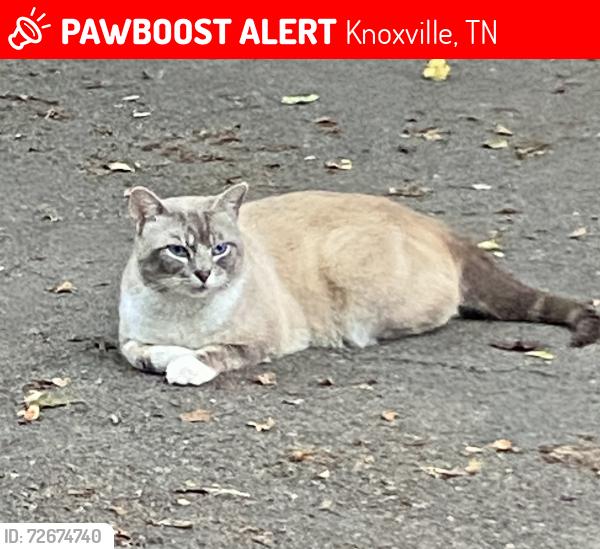 Lost Male Cat last seen North Gallaher View Rd. , Knoxville, TN 37909