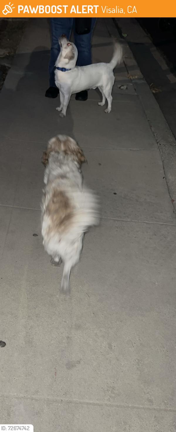 Found/Stray Unknown Dog last seen Giddings/Mary Ave, Visalia, CA 93277