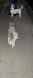 Found/Stray Unknown Dog last seen Giddings/Mary Ave, Visalia, CA 93277