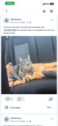 Lost Male Cat last seen randolph ave in brea , Brea, CA 92822