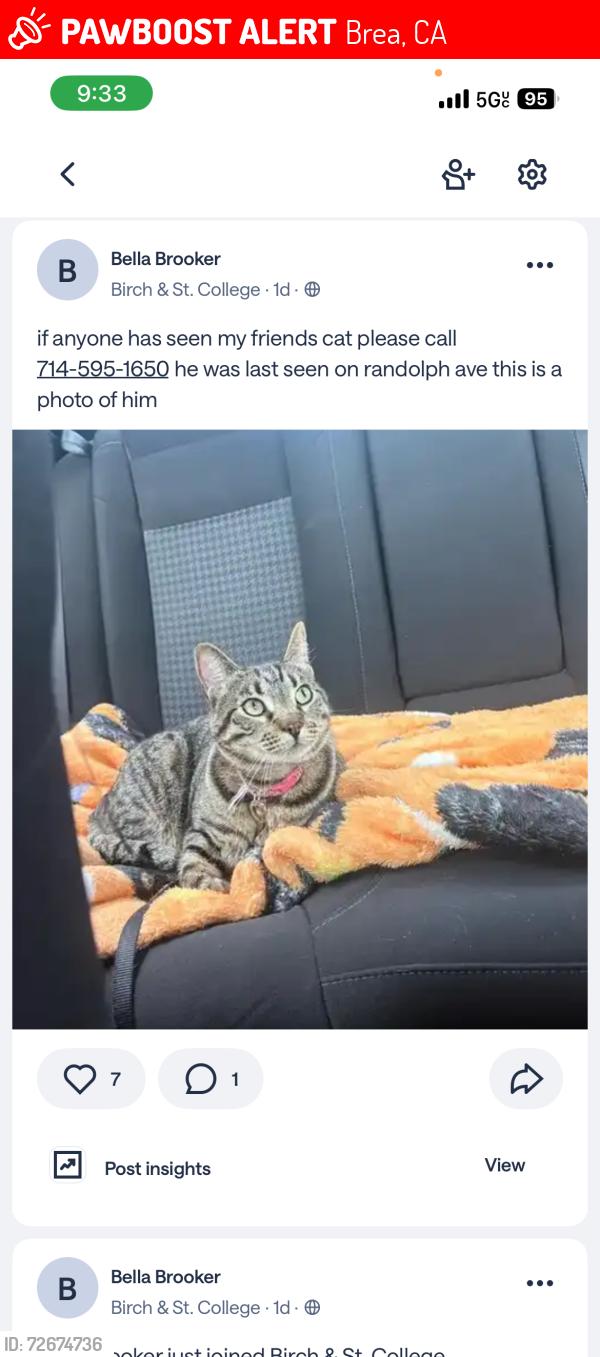 Lost Male Cat last seen randolph ave in brea , Brea, CA 92822