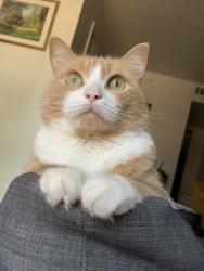 Lost Male Cat last seen Junius st and Prairie St, Dallas, TX 75246