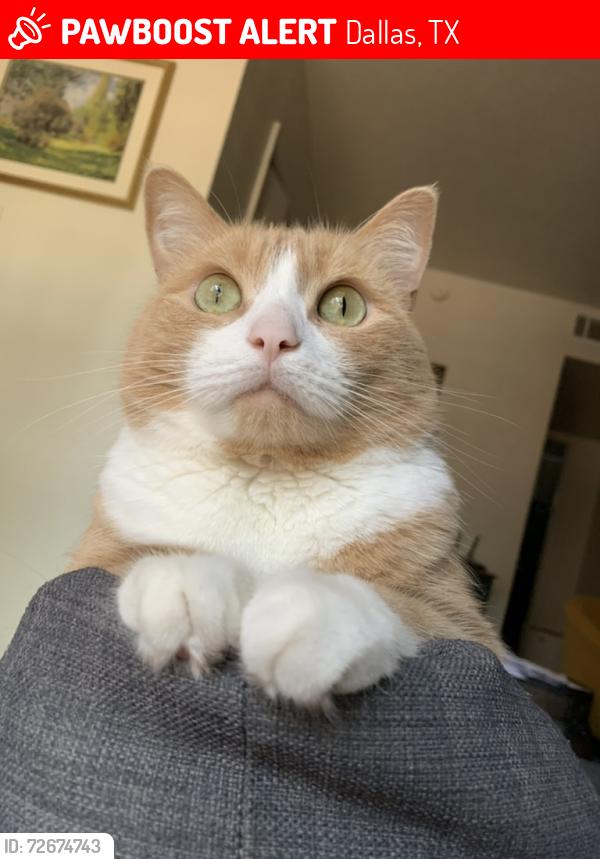 Lost Male Cat last seen Junius st and Prairie St, Dallas, TX 75246