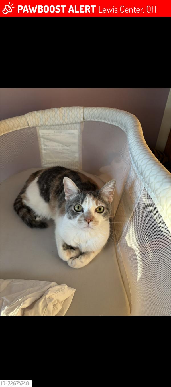Lost Female Cat last seen village of alum creek, Lewis Center, OH 43035