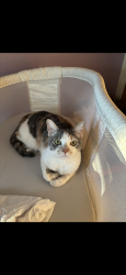 Lost Female Cat last seen village of alum creek, Lewis Center, OH 43035