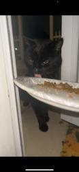 Found/Stray Unknown Cat last seen On Fairfield, Plainfield, Joliet, IL 60586
