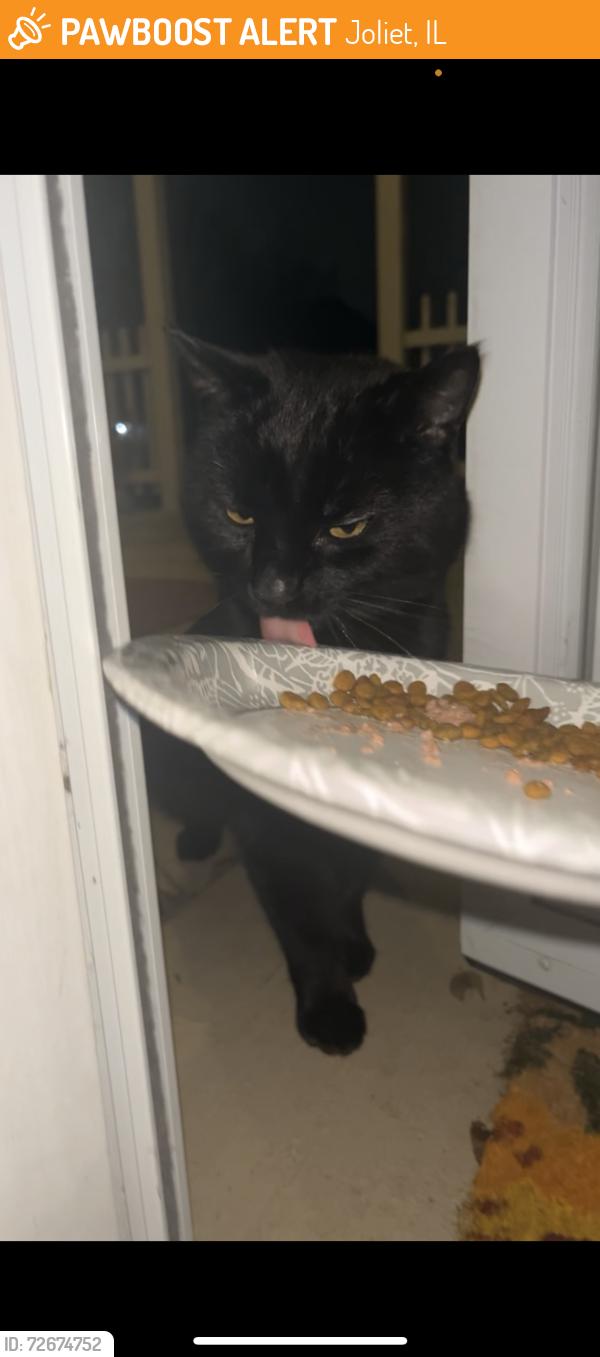 Found/Stray Unknown Cat last seen On Fairfield, Plainfield, Joliet, IL 60586