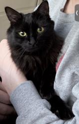 Lost Female Cat last seen Rogers street, Pullman yards , Atlanta, GA 30307
