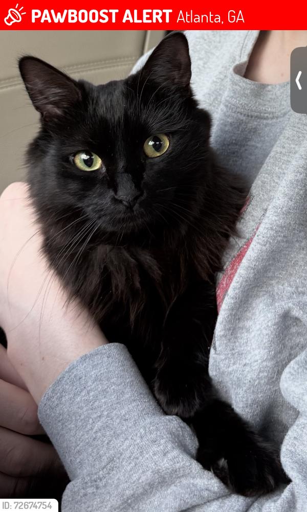 Lost Female Cat last seen Rogers street, Pullman yards , Atlanta, GA 30307