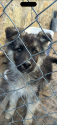 Lost Male Dog last seen Dollar general by Santa Teresa / , Santa Teresa, NM 88008