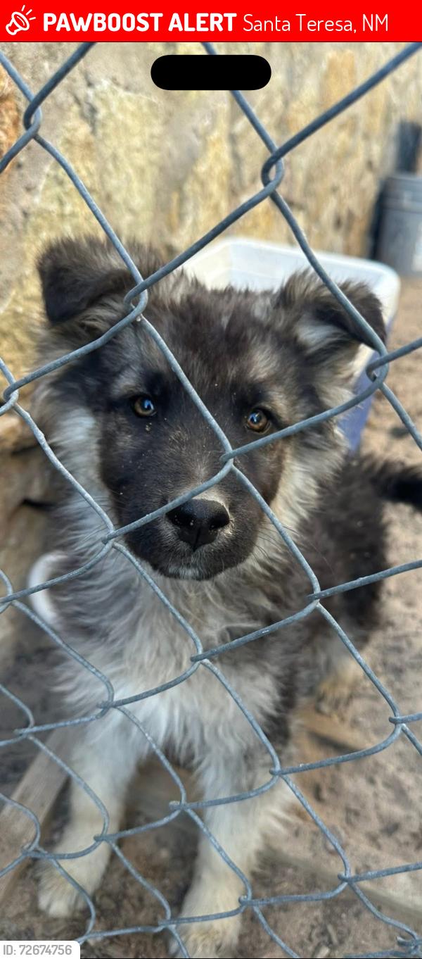 Lost Male Dog last seen Dollar general by Santa Teresa / , Santa Teresa, NM 88008