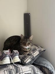 Found/Stray Female Cat last seen Salinenear Northwest , Fenton, MO 63026
