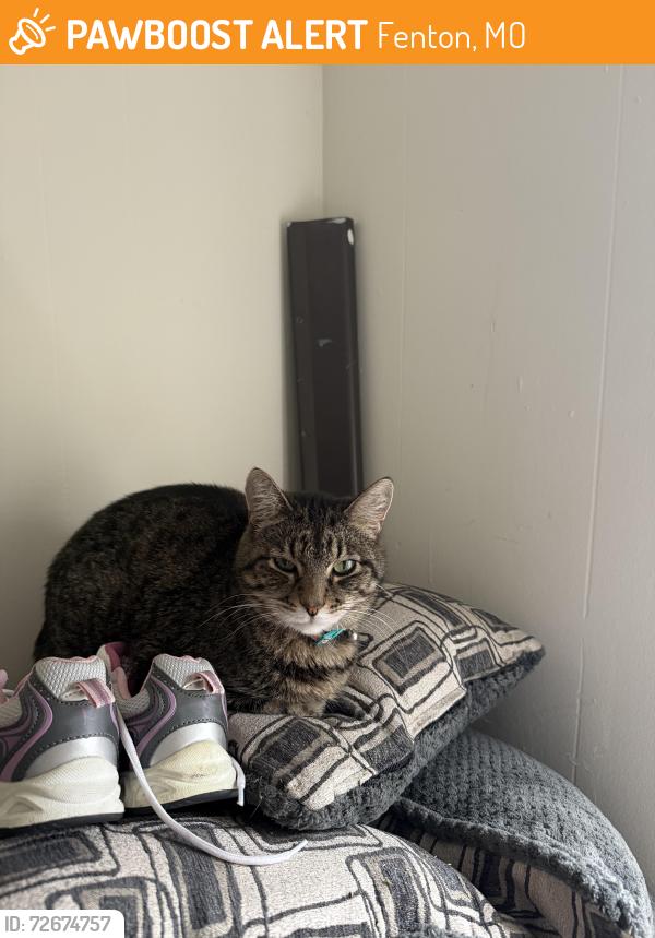 Found/Stray Female Cat last seen Salinenear Northwest , Fenton, MO 63026