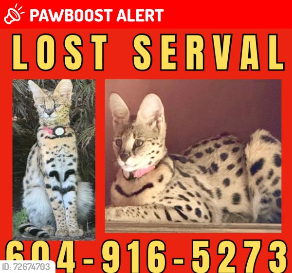 Lost Female Cat last seen Shaunessy Street and Eastern Drive, Port Coquitlam, BC V3C