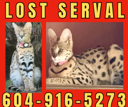 Lost Female Cat last seen Shaunessy Street and Eastern Drive, Port Coquitlam, BC V3C