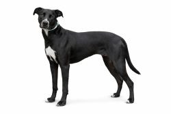 Lost Male Dog last seen Running across the golf course , Davenport, FL 33837