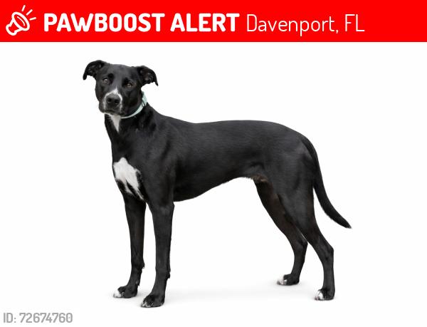 Lost Male Dog last seen Running across the golf course , Davenport, FL 33837