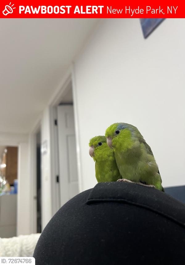 Lost Female Bird last seen White ave, New Hyde Park, NY 11040