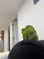 Lost Female Bird last seen White ave, New Hyde Park, NY 11040