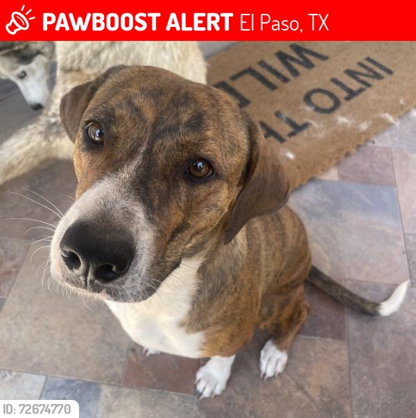 Lost Female Dog last seen Hernando Middle School, El Paso, TX 79938