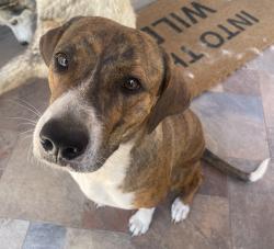 Lost Female Dog last seen Hernando Middle School, El Paso, TX 79938