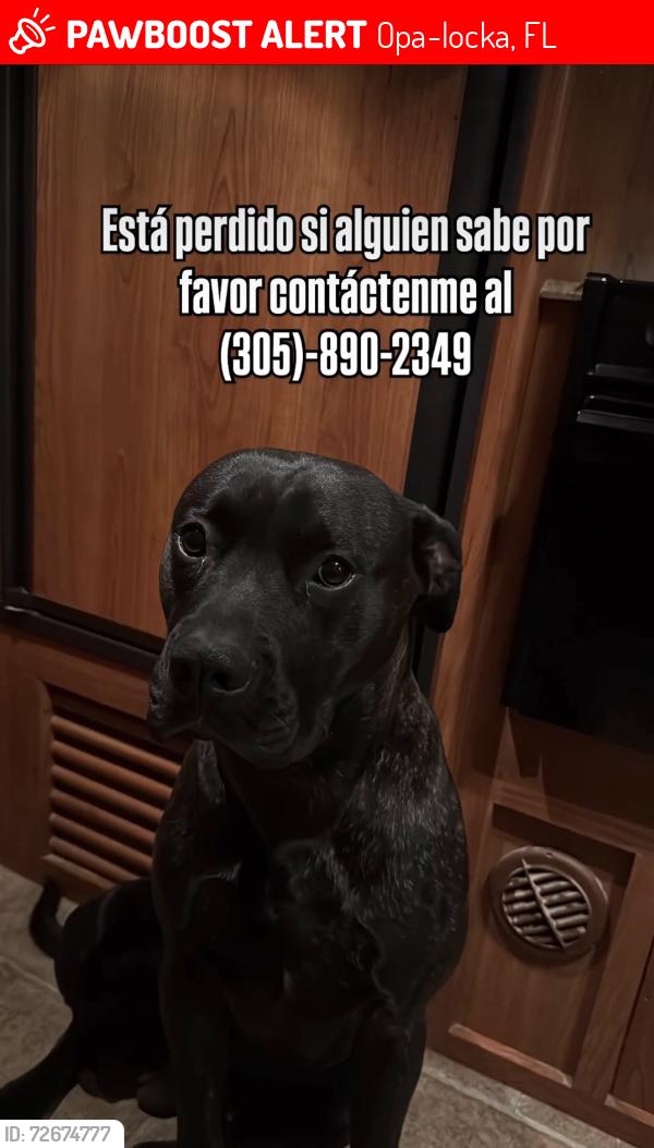 Lost Male Dog last seen Opaloka , Opa-locka, FL 33054