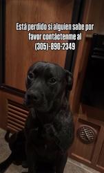 Lost Male Dog last seen Opaloka , Opa-locka, FL 33054