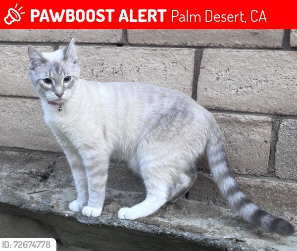 Lost Male Cat last seen Hovley , Palm Desert, CA 92260