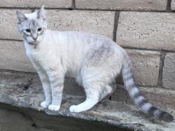 Lost Male Cat last seen Hovley , Palm Desert, CA 92260