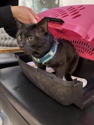 Found/Stray Unknown Cat last seen Hill Avenue and Surprise Street , Elmont, NY 11003