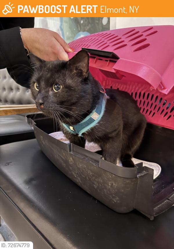 Found/Stray Unknown Cat last seen Hill Avenue and Surprise Street , Elmont, NY 11003