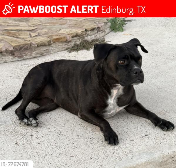 Lost Female Dog last seen N 281 near Fedex , Edinburg, TX 78541