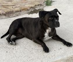 Lost Female Dog last seen N 281 near Fedex , Edinburg, TX 78541