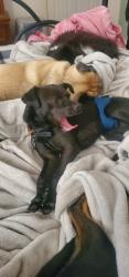 Lost Male Dog last seen Near Walker Dr. Carson city Nevada , Carson City, NV 89701