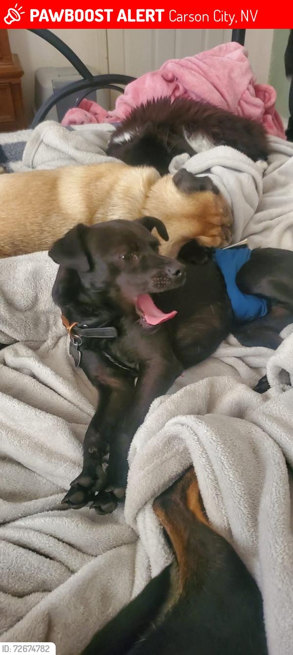 Lost Male Dog last seen Near Walker Dr. Carson city Nevada , Carson City, NV 89701