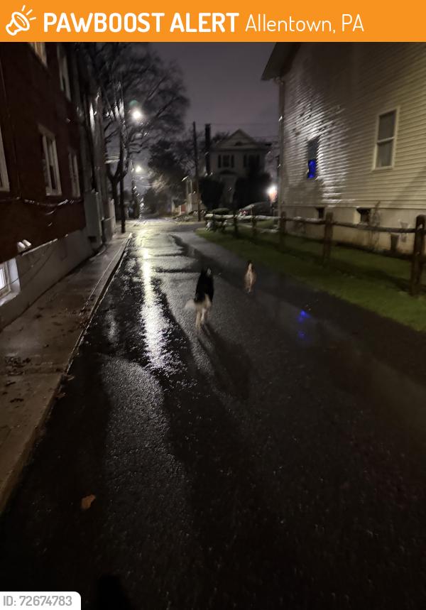 Found/Stray Unknown Dog last seen N Leh St, W Allen Street, Muhlenberg College Area, Allentown, PA 18104