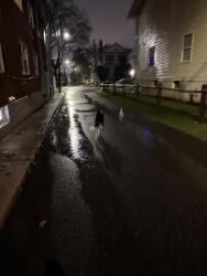 Found/Stray Unknown Dog last seen N Leh St, W Allen Street, Muhlenberg College Area, Allentown, PA 18104