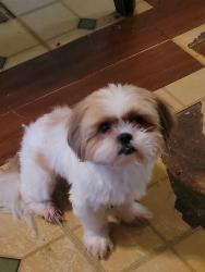 Lost Male Dog last seen Circle K in Los Fresnos , Los Fresnos, TX 78566