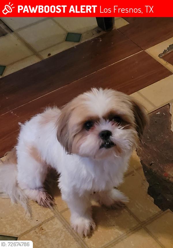 Lost Male Dog last seen Circle K in Los Fresnos , Los Fresnos, TX 78566