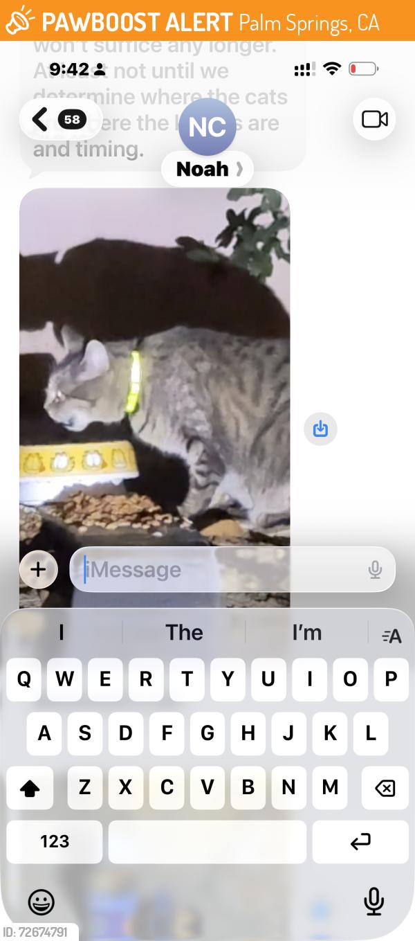 Found/Stray Unknown Cat last seen Palm springs Casino, Palm Springs, CA 92262